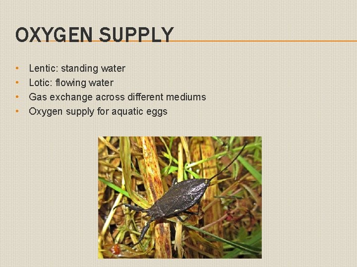 OXYGEN SUPPLY • • Lentic: standing water Lotic: flowing water Gas exchange across different