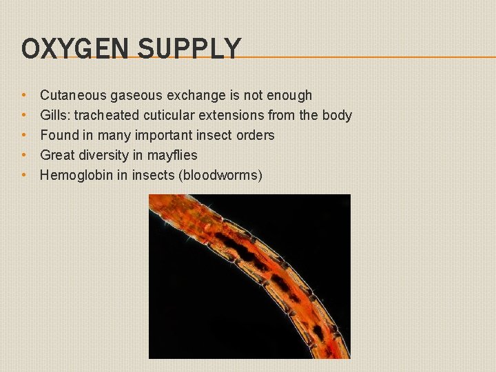 OXYGEN SUPPLY • • • Cutaneous gaseous exchange is not enough Gills: tracheated cuticular
