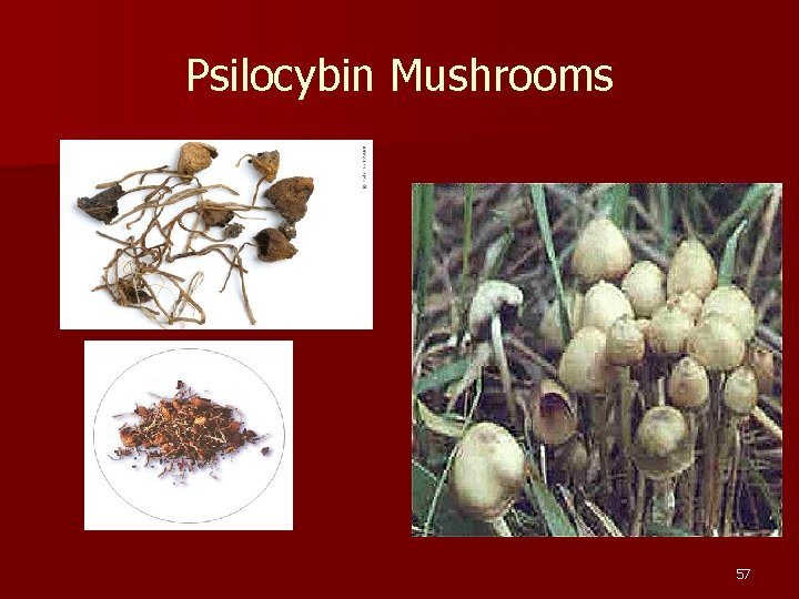 Psilocybin Mushrooms 57 