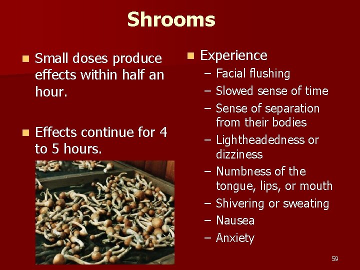 Shrooms n n Small doses produce effects within half an hour. Effects continue for