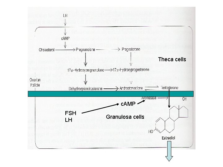 Theca cells c. AMP FSH LH Granulosa cells 