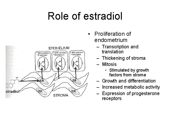 Role of estradiol • Proliferation of endometrium – Transcription and translation – Thickening of