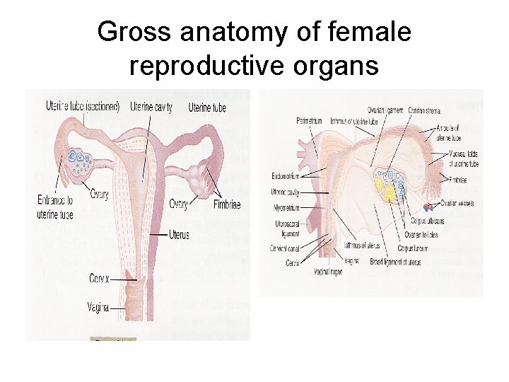 Gross anatomy of female reproductive organs 