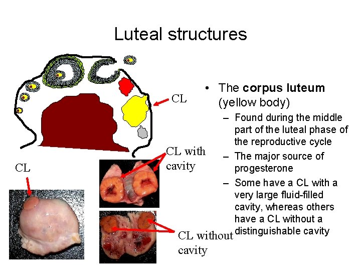 Luteal structures CL CL • The corpus luteum (yellow body) – Found during the