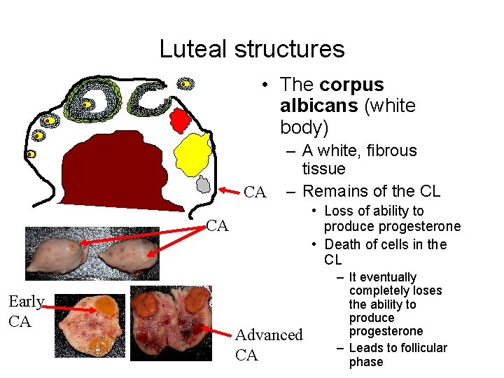 Luteal structures • The corpus albicans (white body) CA – A white, fibrous tissue