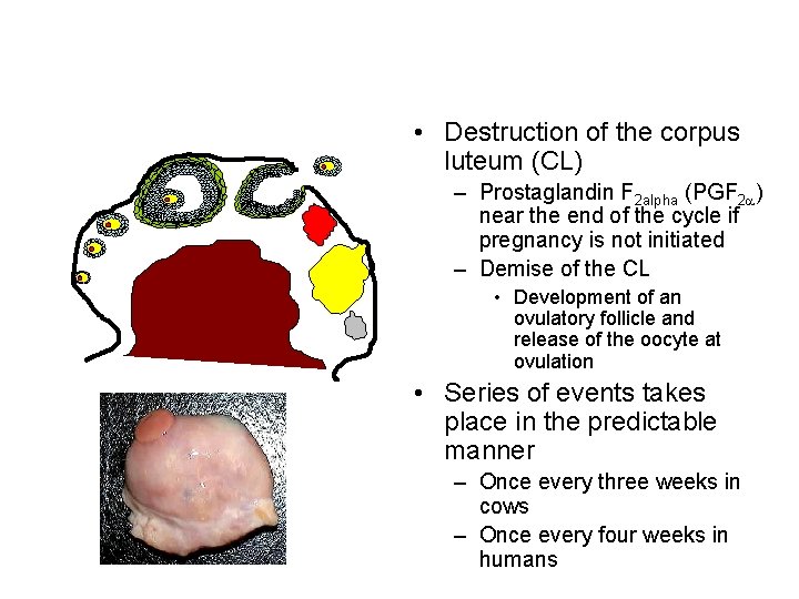 • Destruction of the corpus luteum (CL) – Prostaglandin F 2 alpha (PGF