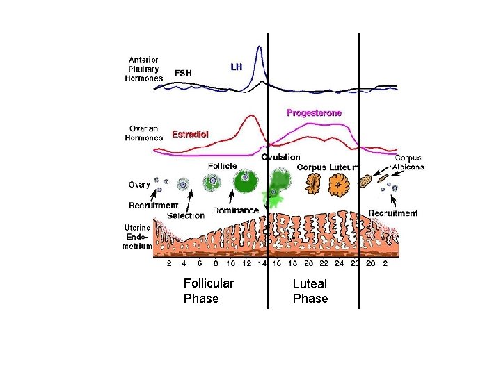 Follicular Phase Luteal Phase 