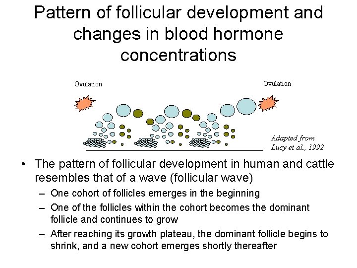Pattern of follicular development and changes in blood hormone concentrations Ovulation CL CH Ovul