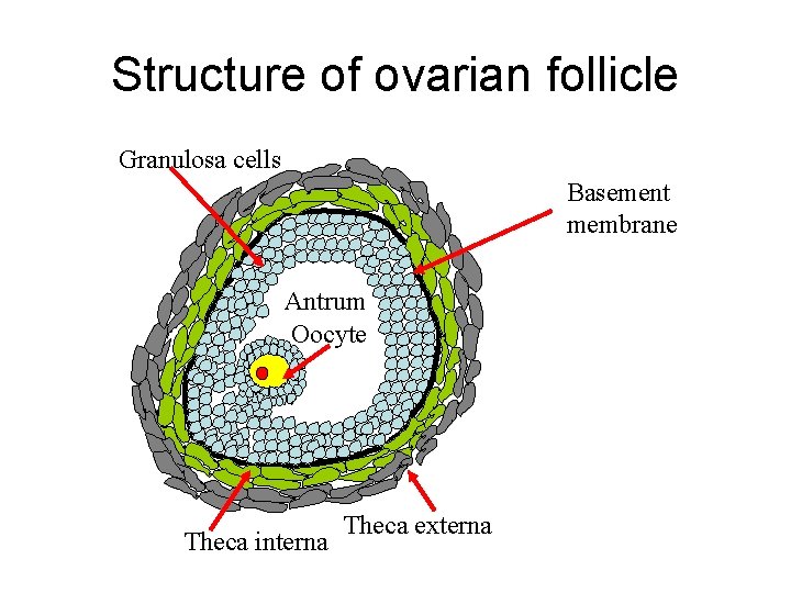 Structure of ovarian follicle Granulosa cells Basement membrane Antrum Oocyte Theca interna Theca externa