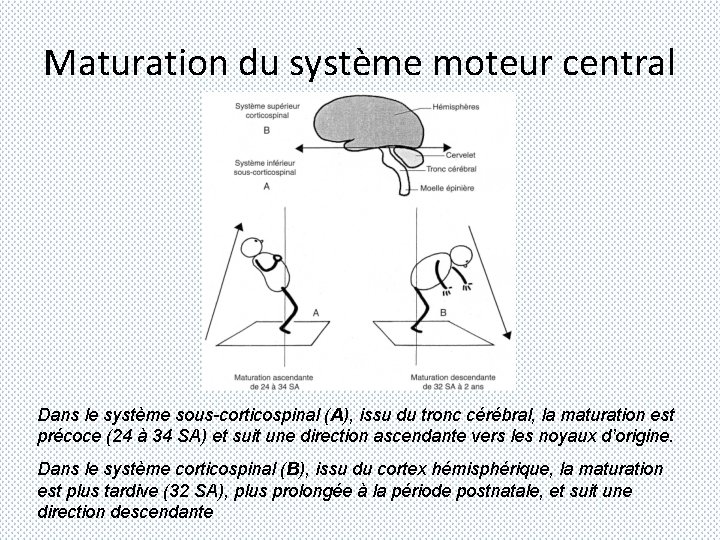 Le Cerveau En Voie De Dveloppement Le Le Cerveau En Voie De Dveloppement Le