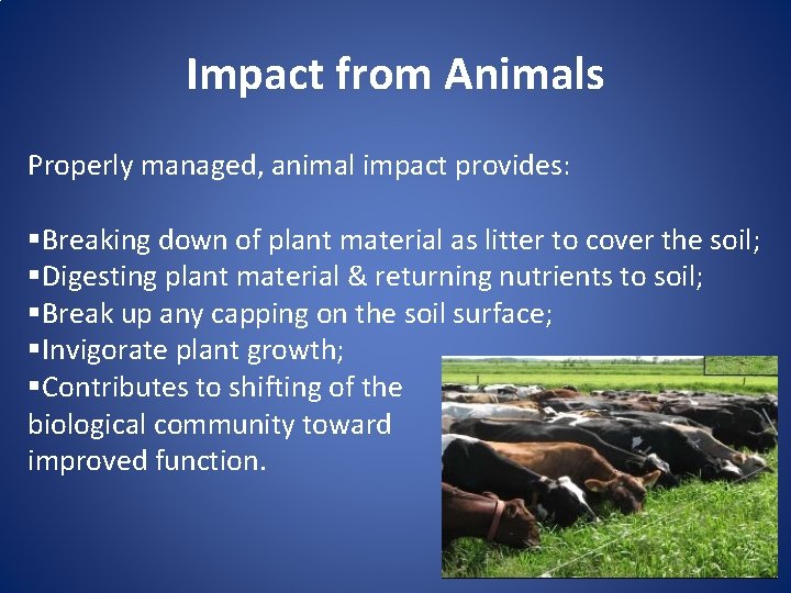 Impact from Animals Properly managed, animal impact provides: §Breaking down of plant material as