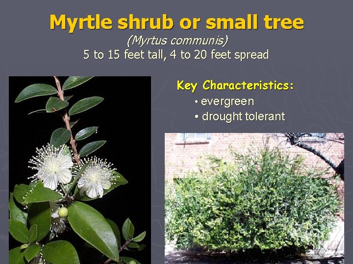 Myrtle shrub or small tree (Myrtus communis) 5 to 15 feet tall, 4 to