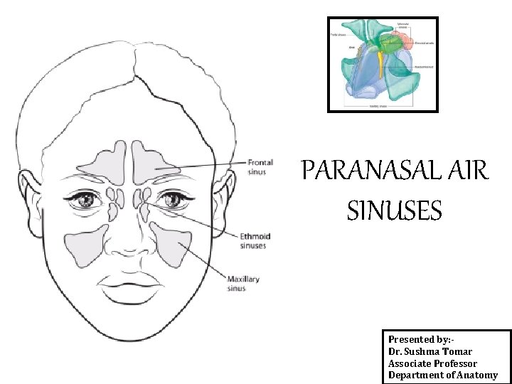 PARANASAL AIR SINUSES Presented by: Dr. Sushma Tomar Associate Professor Department of Anatomy 