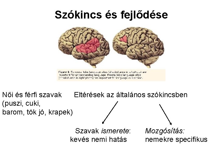 Szókincs és fejlődése Női és férfi szavak Eltérések az általános szókincsben (puszi, cuki, barom,