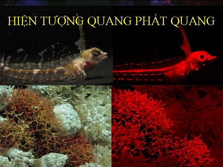 HIỆN TƯỢNG QUANG PHÁT QUANG 