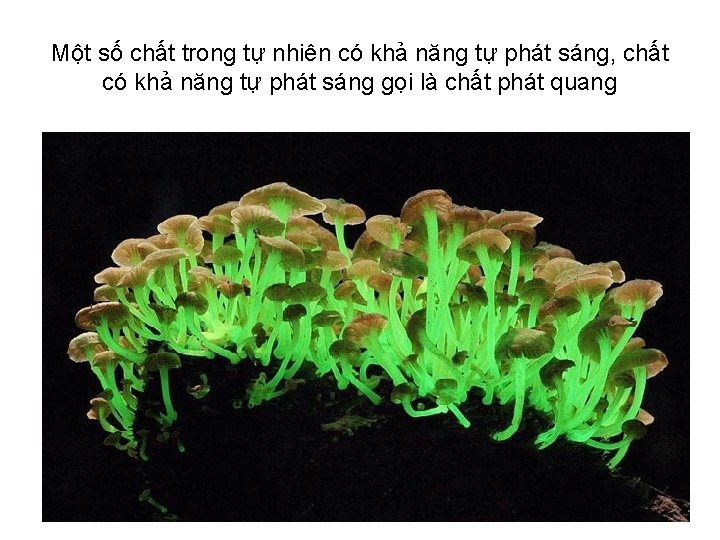 Một số chất trong tự nhiên có khả năng tự phát sáng, chất có