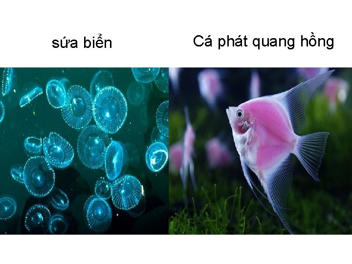 sứa biển Cá phát quang hồng 