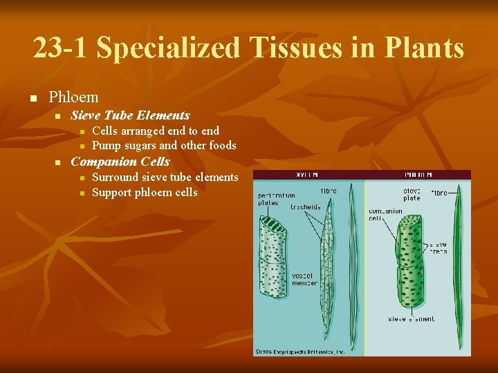 23 -1 Specialized Tissues in Plants n Phloem n Sieve Tube Elements n n
