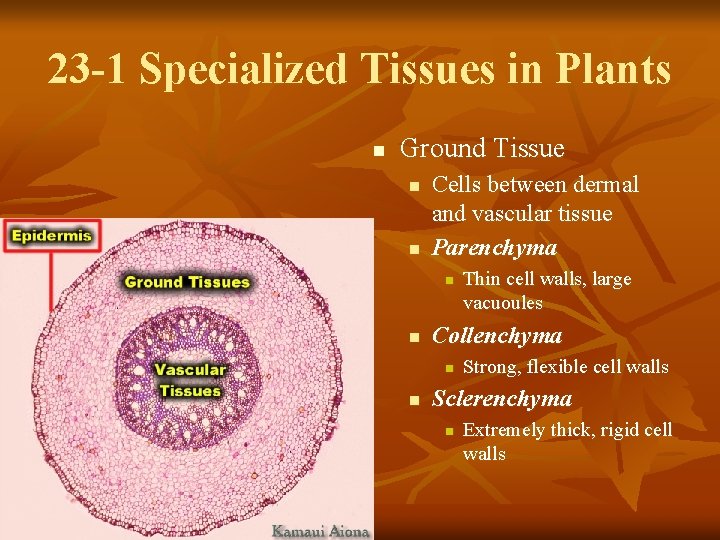 23 -1 Specialized Tissues in Plants n Ground Tissue n n Cells between dermal