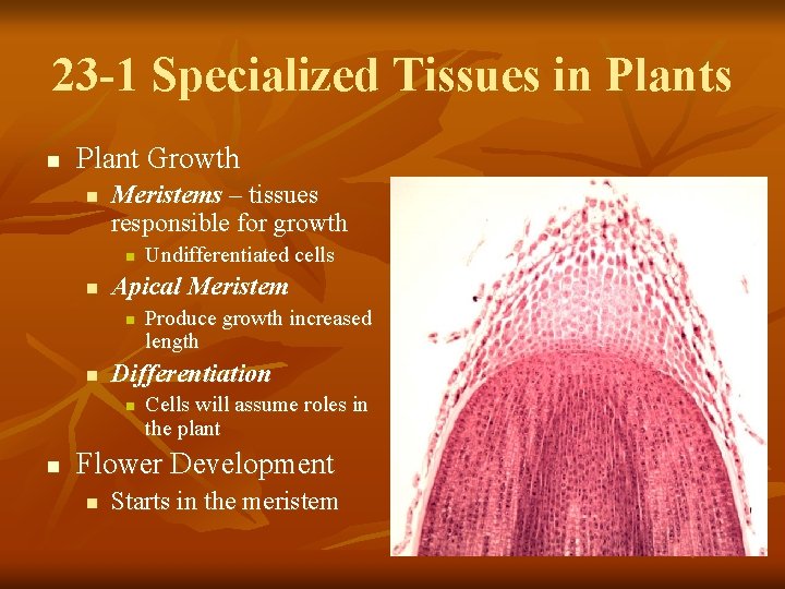 23 -1 Specialized Tissues in Plants n Plant Growth n Meristems – tissues responsible