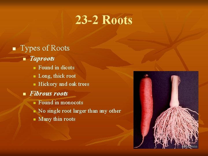 23 -2 Roots n Types of Roots n Taproots n n Found in dicots