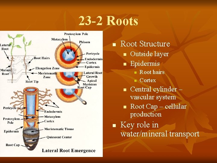 23 -2 Roots n Root Structure n n Outside layer Epidermis n n n