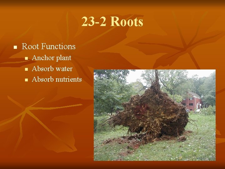 23 -2 Roots n Root Functions n n n Anchor plant Absorb water Absorb