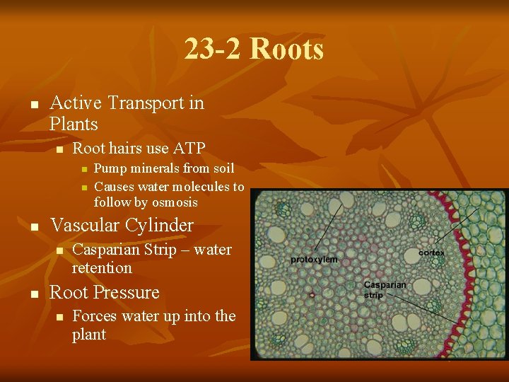 23 -2 Roots n Active Transport in Plants n Root hairs use ATP n
