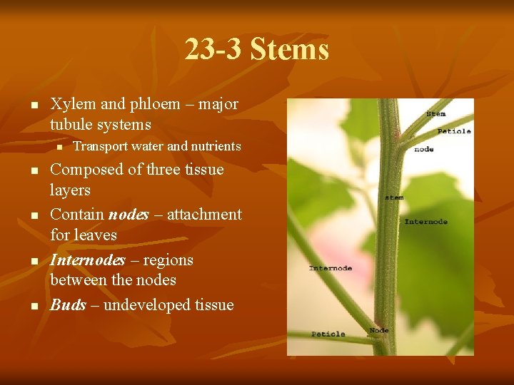 23 -3 Stems n Xylem and phloem – major tubule systems n n n