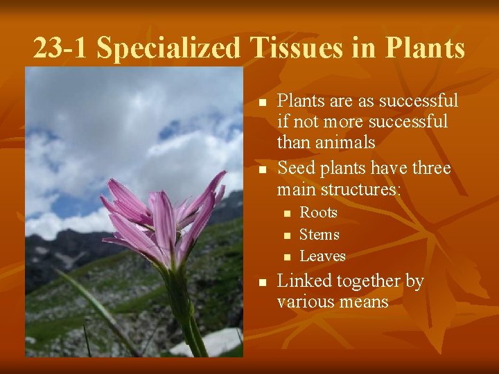 23 -1 Specialized Tissues in Plants n n Plants are as successful if not