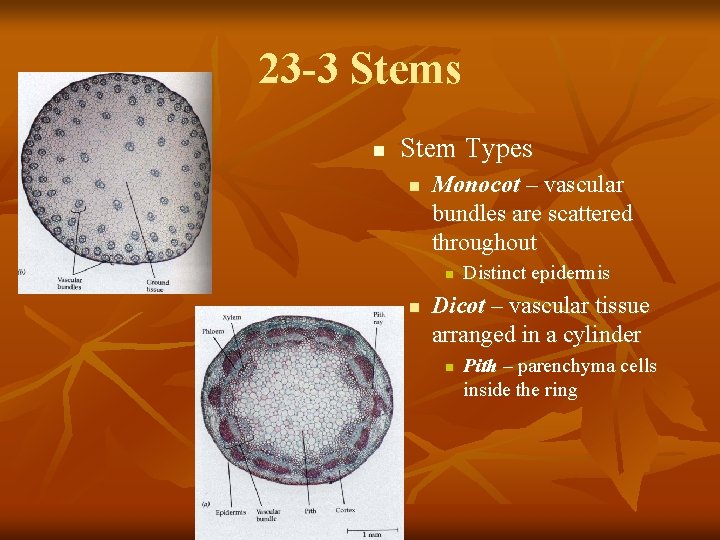 23 -3 Stems n Stem Types n Monocot – vascular bundles are scattered throughout