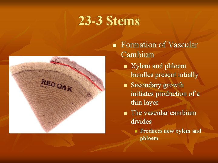 23 -3 Stems n Formation of Vascular Cambium n n n Xylem and phloem