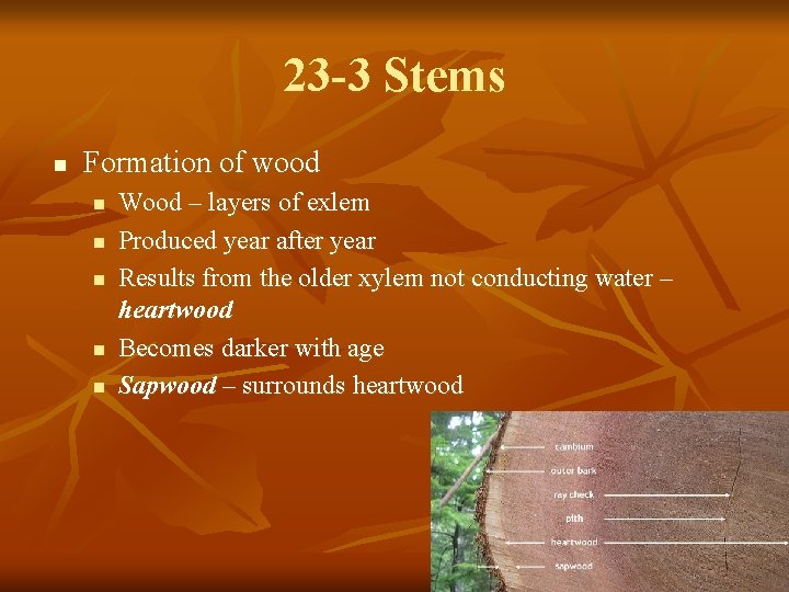 23 -3 Stems n Formation of wood n n n Wood – layers of