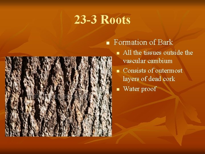 23 -3 Roots n Formation of Bark n n n All the tissues outside