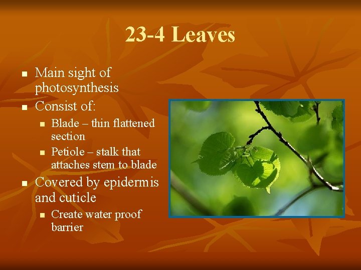 23 -4 Leaves n n Main sight of photosynthesis Consist of: n n n