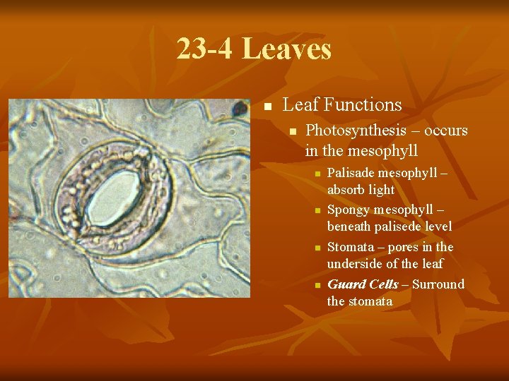 23 -4 Leaves n Leaf Functions n Photosynthesis – occurs in the mesophyll n