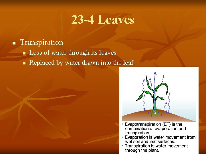 23 -4 Leaves n Transpiration n n Loss of water through its leaves Replaced