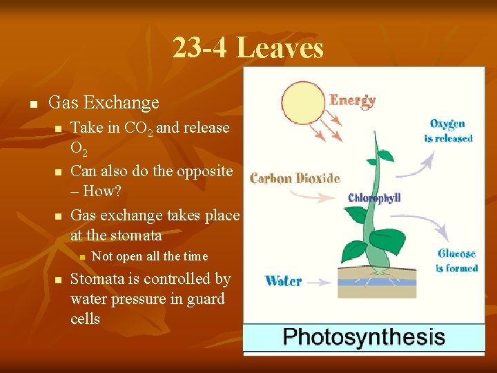 23 -4 Leaves n Gas Exchange n n n Take in CO 2 and