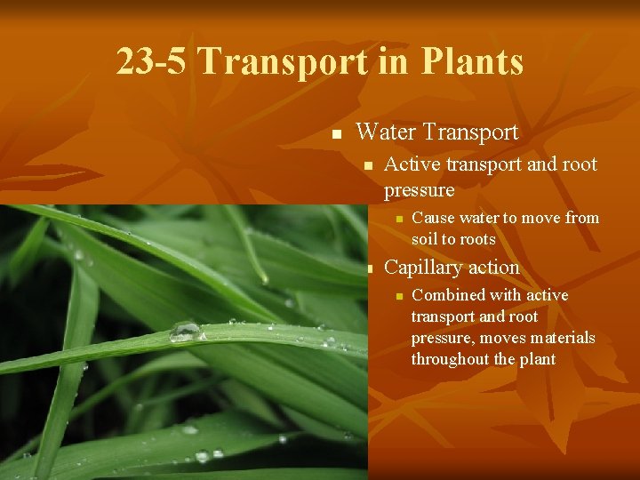 23 -5 Transport in Plants n Water Transport n Active transport and root pressure