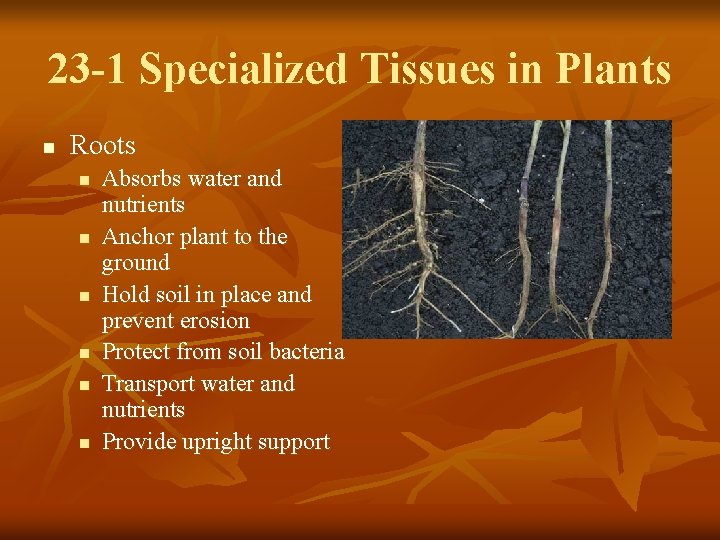 23 -1 Specialized Tissues in Plants n Roots n n n Absorbs water and