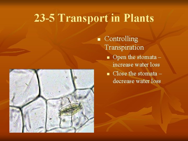 23 -5 Transport in Plants n Controlling Transpiration n n Open the stomata –