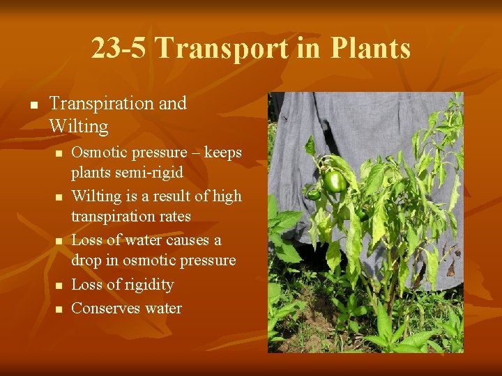 23 -5 Transport in Plants n Transpiration and Wilting n n n Osmotic pressure