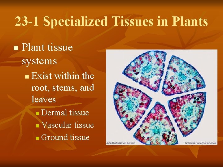 23 -1 Specialized Tissues in Plants n Plant tissue systems n Exist within the