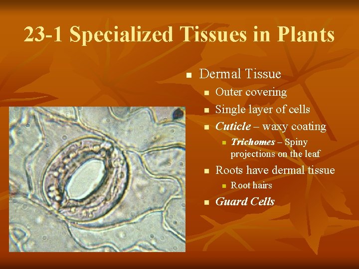 23 -1 Specialized Tissues in Plants n Dermal Tissue n n n Outer covering