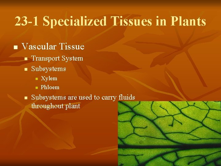 23 -1 Specialized Tissues in Plants n Vascular Tissue n n Transport System Subsystems