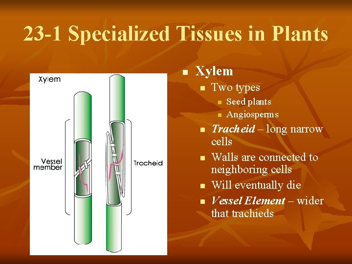 23 -1 Specialized Tissues in Plants n Xylem n Two types n n n