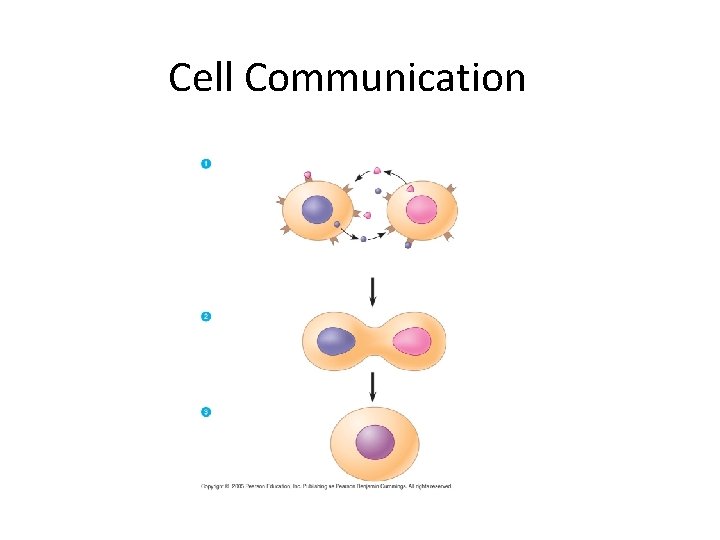 Cell Communication 