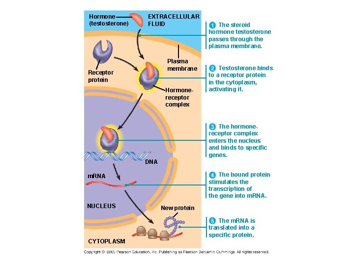 Hormone (testosterone) EXTRACELLULAR FLUID Plasma membrane Receptor protein Hormonereceptor complex The steroid hormone testosterone