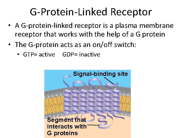 G-Protein-Linked Receptor • A G-protein-linked receptor is a plasma membrane receptor that works with