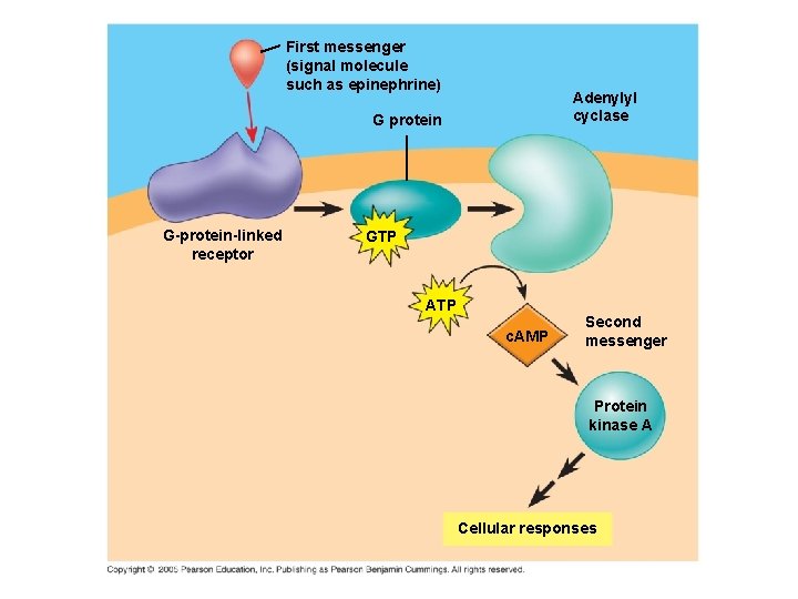 First messenger (signal molecule such as epinephrine) Adenylyl cyclase G protein G-protein-linked receptor GTP